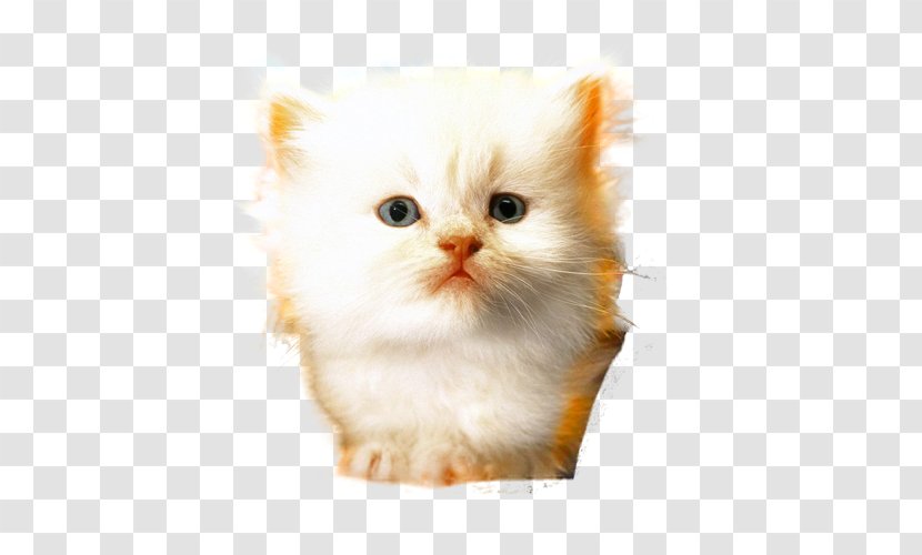 Ragamuffin Cat Minuet Whiskers Domestic Long-haired Short-haired - Long Haired - Cute Head Transparent PNG