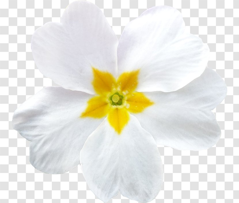 Clip Art Image Primrose Photograph - Flowering Plant - White Transparent PNG