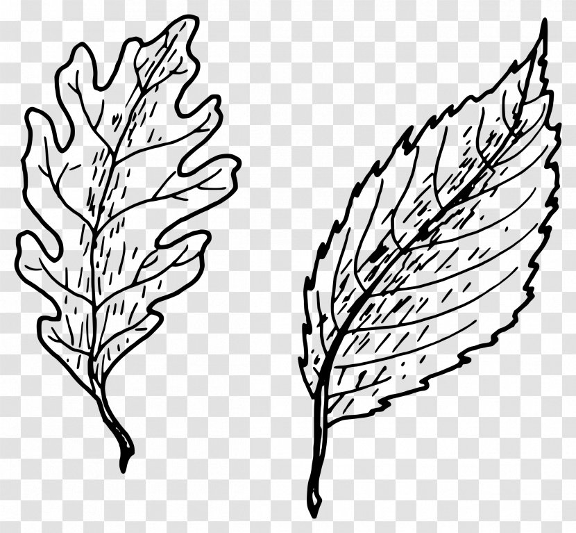 Leaf Drawing Clip Art - Plant Stem - Hand Drawn Simple Transparent PNG