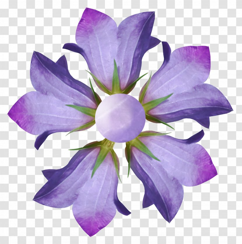 Flower Photography Purple Blue Petal - Gray Flowers Transparent PNG