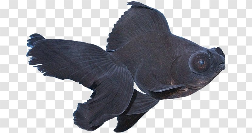 Black Telescope Ornamental Fish Anubias Barteri Transparent PNG
