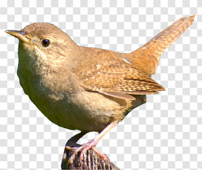 Bird Food Aviary Beak Feather - Songbird Transparent PNG
