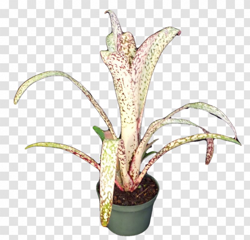 Flowerpot Houseplant Plant Stem - Flower Transparent PNG