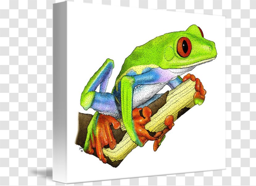 Red-eyed Tree Frog Drawing Australian Green - Agalychnis Transparent PNG
