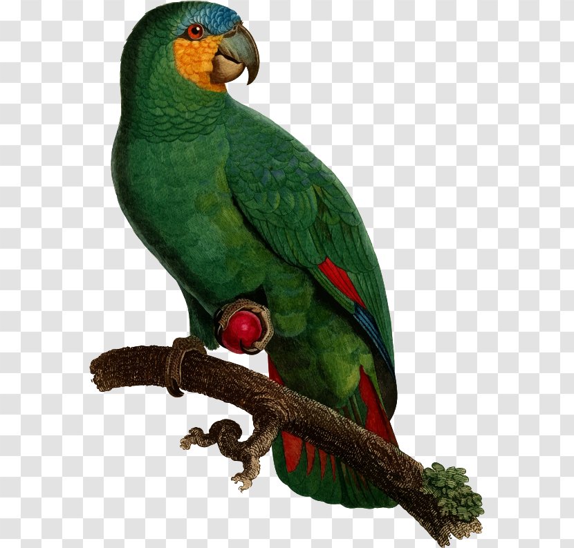 Budgerigar Superb Parrot Bird Paper - Beak Transparent PNG