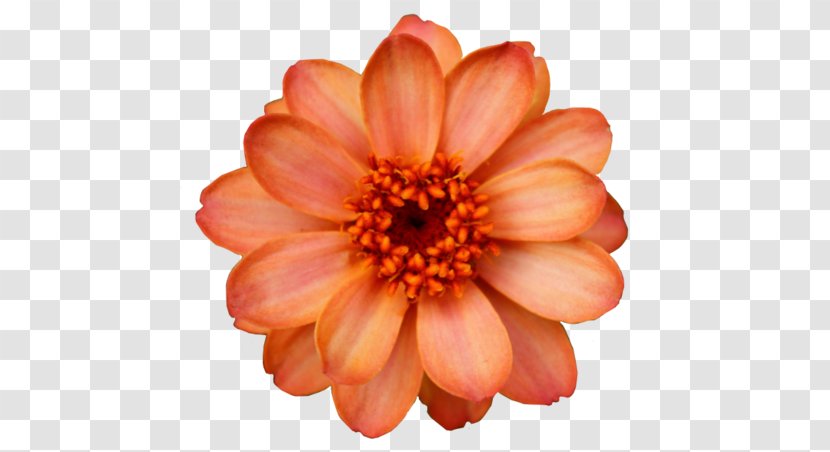 Flower Orange Blossom Clip Art Transparent PNG
