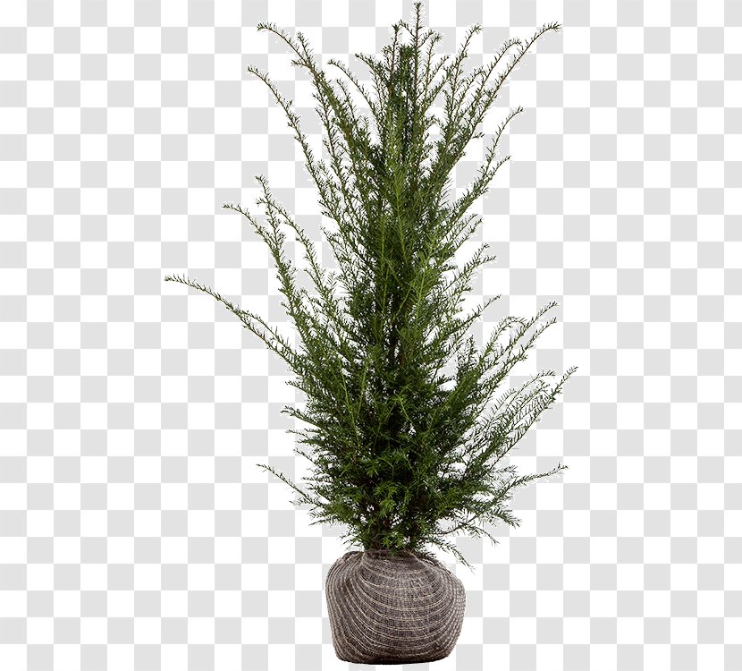 English Yew Evergreen Spruce Fir Shrub - Taxus Baccata Transparent PNG