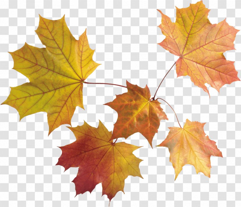 Maple Leaf - Plane Tree Family - Autumn Leaves Transparent PNG