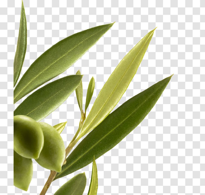 Capelli Botany Plant Herbalism Al-Habash - Punica Granatum Transparent PNG