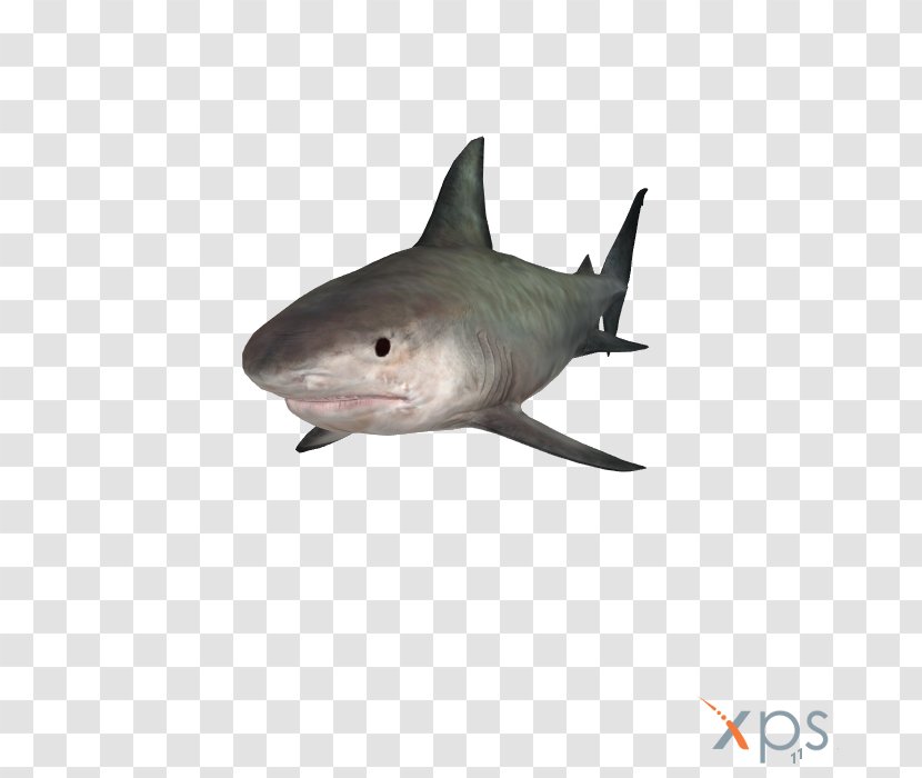 Tiger Shark Great White Grand Theft Auto V Lamniformes Requiem Sharks Transparent PNG