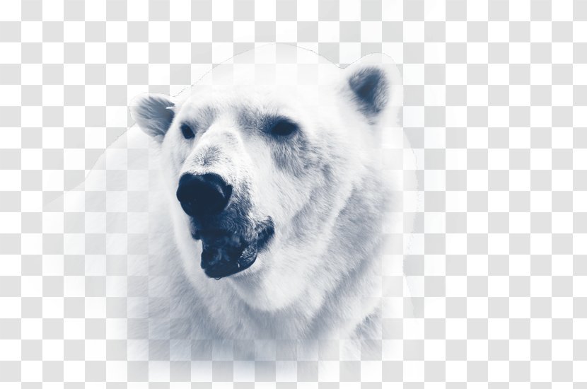Polar Bear Iorek Byrnison Arctic Regions Of Earth Transparent PNG