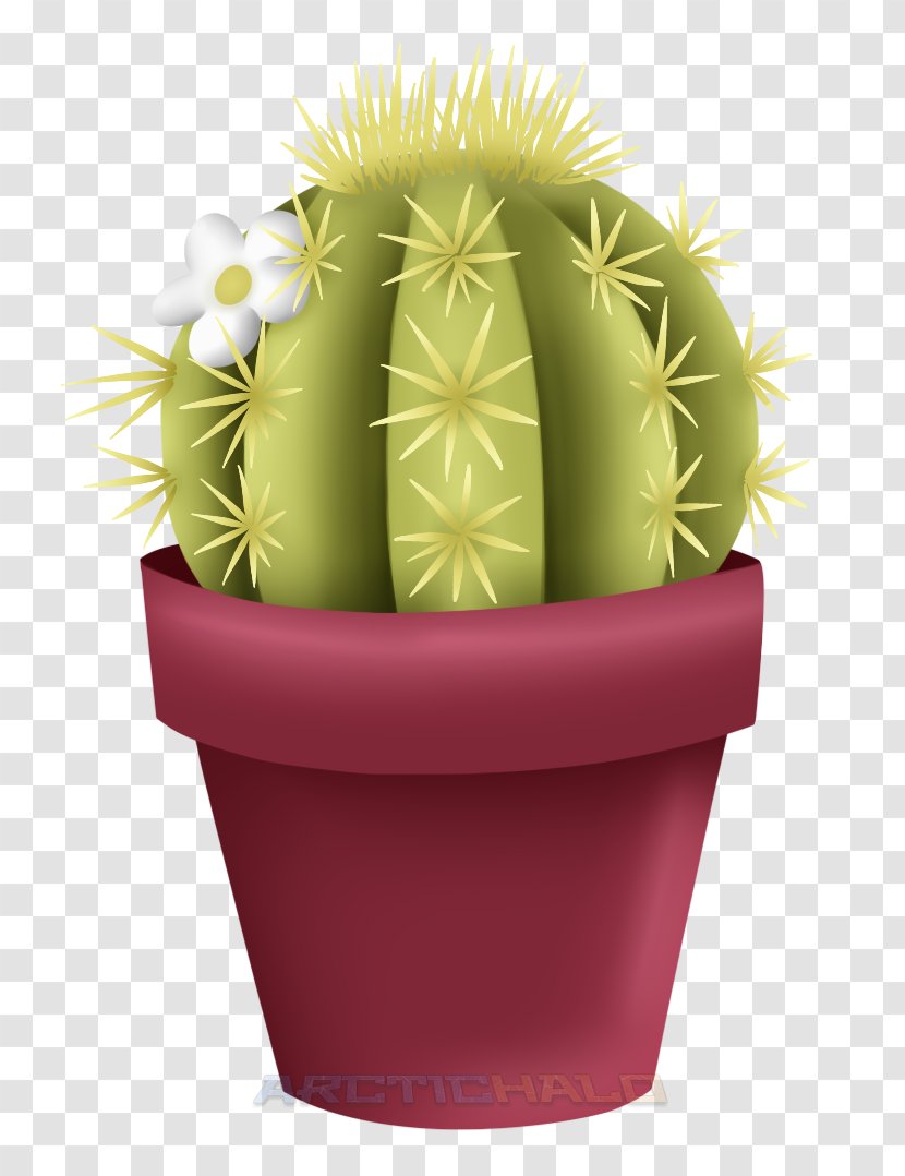 Flowerpot Strawberry Hedgehog Cactus Cactaceae - Flower Transparent PNG