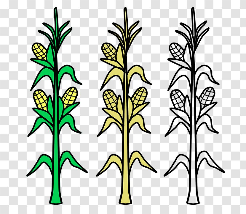 Corn On The Cob Candy Maize Coloring Book Crop - Drawing - Plants Transparent PNG
