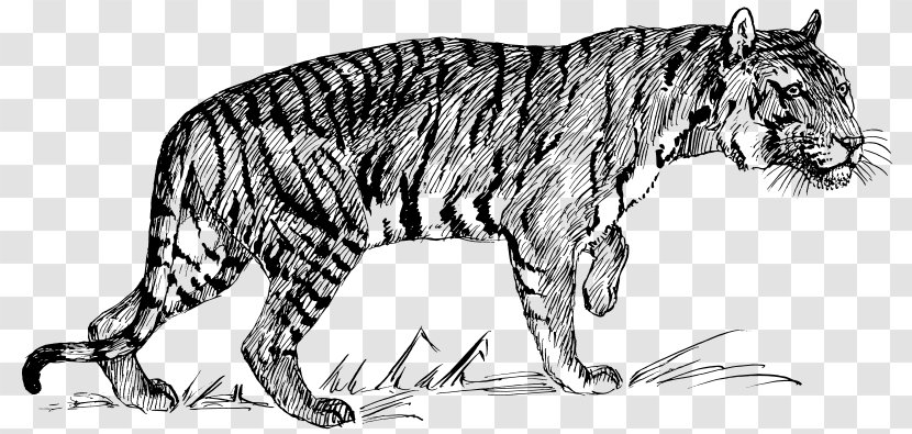 Felidae Wildcat White Tiger Bengal - Mammal - Cat Transparent PNG
