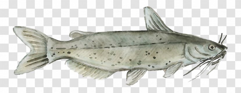 Fish Bass Bony-fish Ray-finned - Trout Catfish Transparent PNG