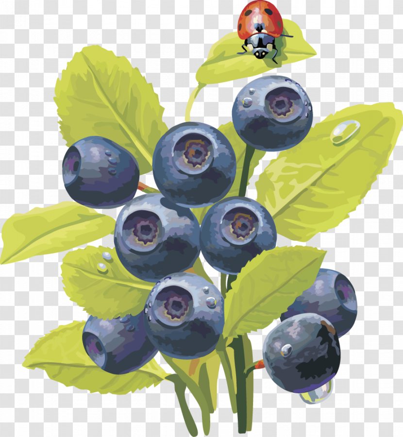 Bilberry Blueberry Embroidery Vaccinium Uliginosum - Plant - Vector Lantern Fruit Fruit,blueberry Transparent PNG