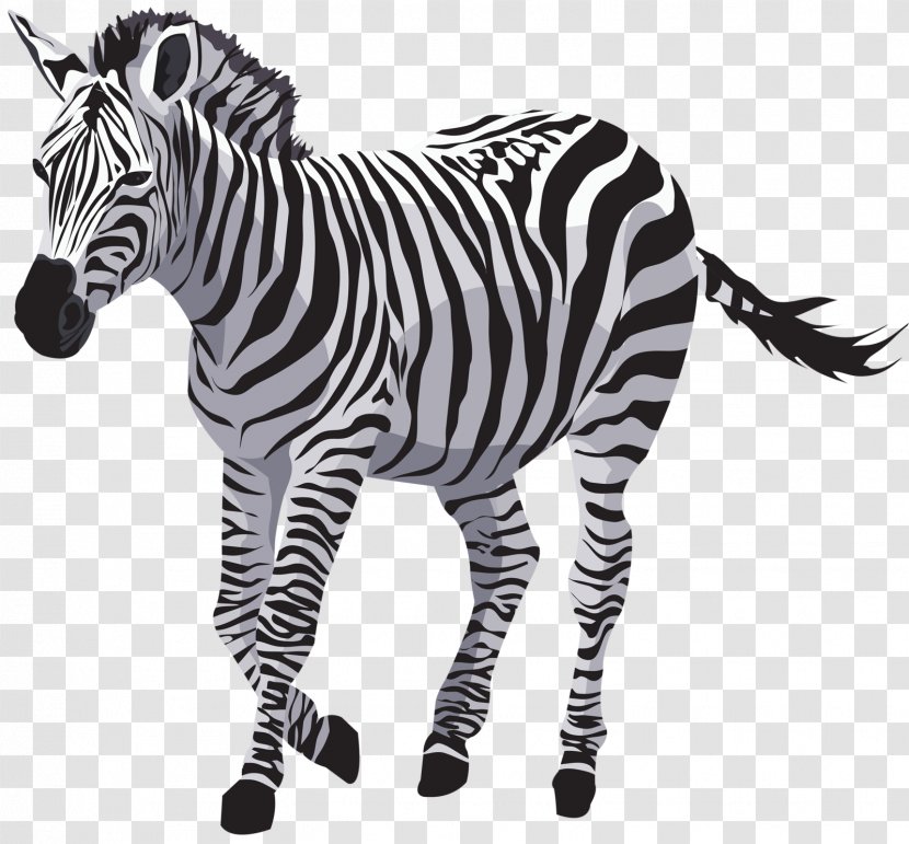 Horse Zebra Vector Graphics Drawing Zorse - Big Cats - Vida Silvestre Transparent PNG