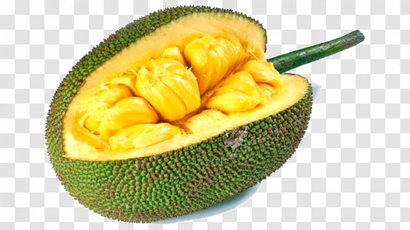 Jackfruit Cempedak Food Nutrient - Protein - Seed Transparent PNG