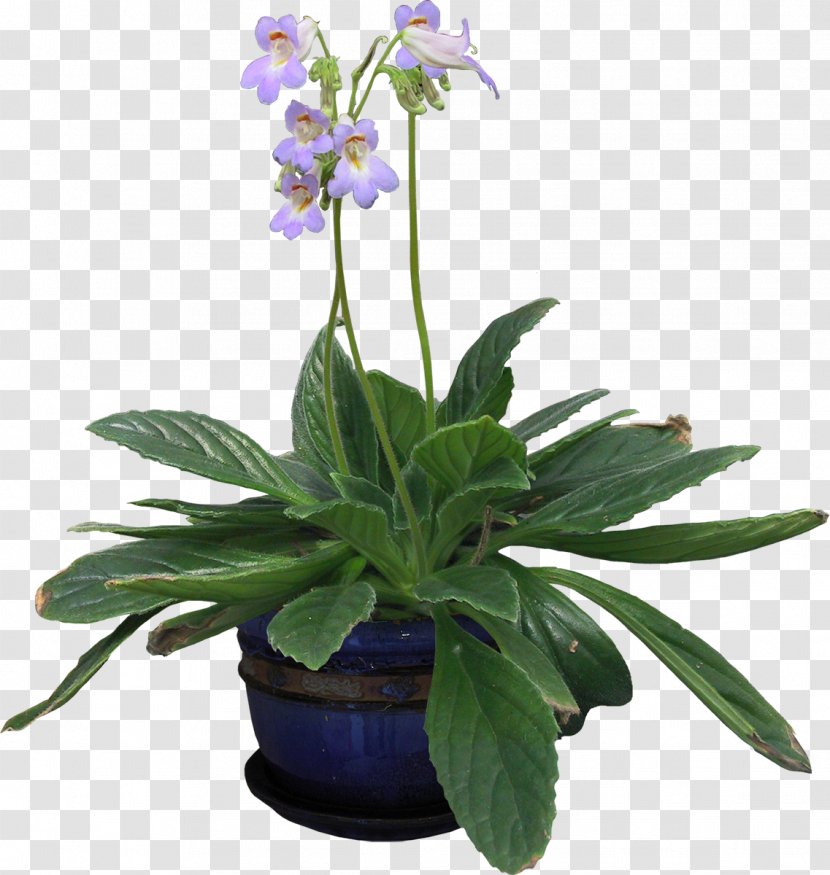 English Lavender Houseplant Vine Flowerpot - Flowering Plant - Green Potted Plants Transparent PNG