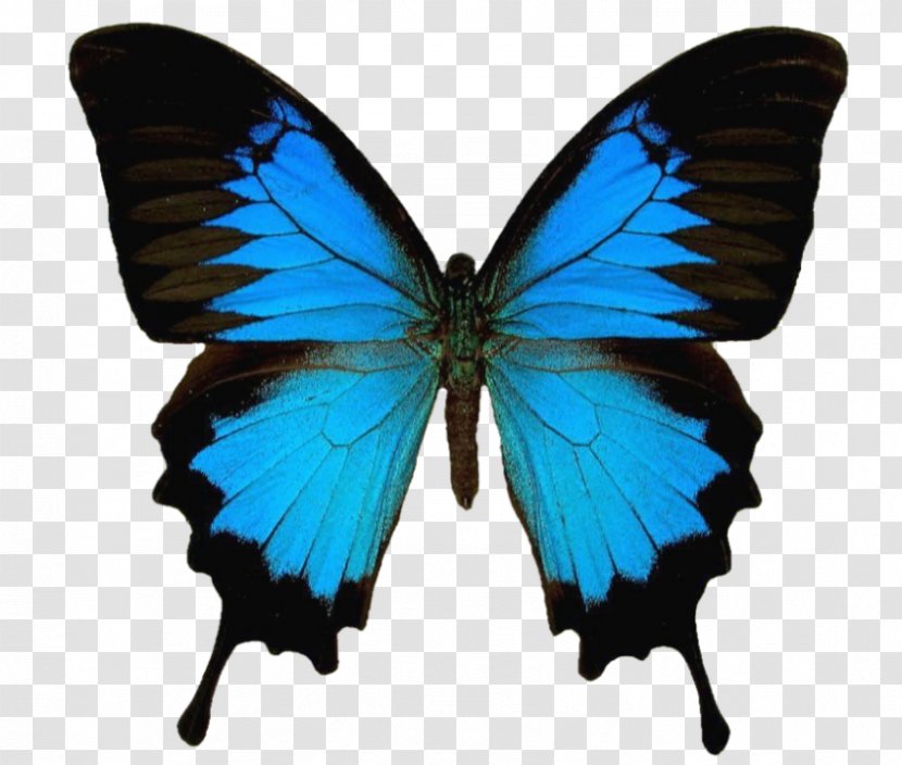 Ulysses Butterfly Insect Old World Swallowtail - Lycaenid Transparent PNG