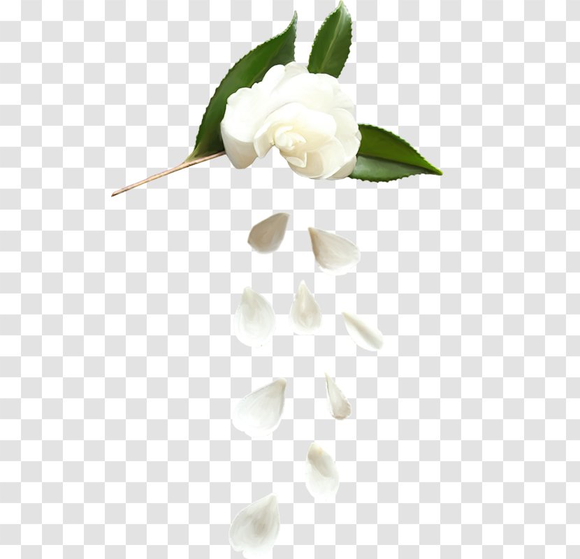 White Petal Beach Rose Garden Roses - Flower Transparent PNG