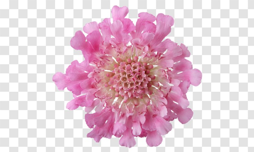 Clip Art Flower Still Life: Pink Roses - Garden - Scabiosa Pincushion Transparent PNG