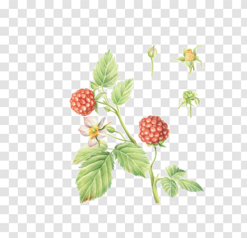 Frutti Di Bosco Raspberry Fruitcake Transparent PNG