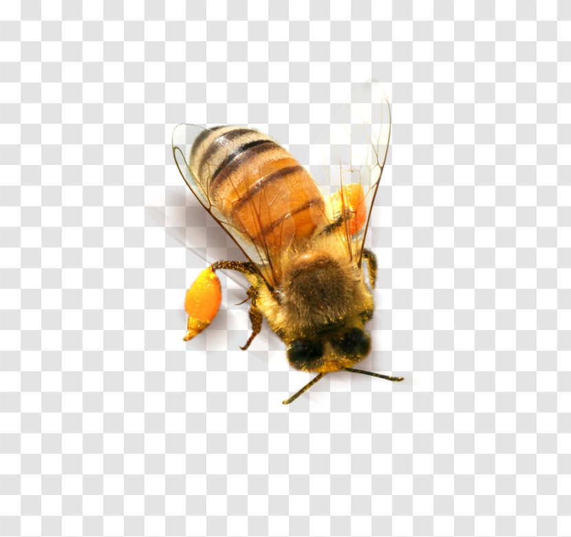 Bee Honeycomb Clip Art - Insect Transparent PNG