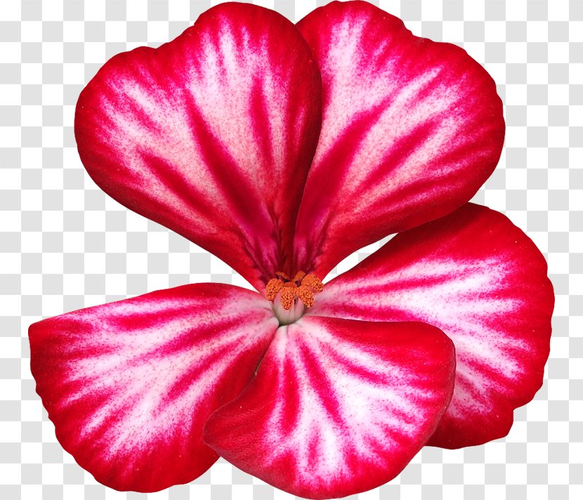Hibiscus Flower Petal - Mallow Family - Clipping Path Transparent PNG