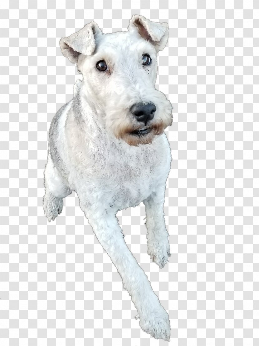 Wire Hair Fox Terrier Lakeland Dog Breed La Grande Countryside Kennels - Run Transparent PNG