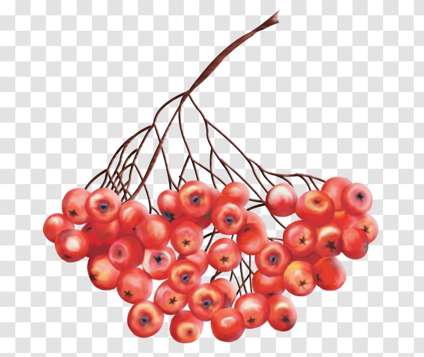 Rowan Clip Art Drawing Berries - Cherry - Hippophae Border Transparent PNG