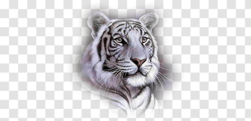 White Tiger Bengal Big Cat Animal - Face Transparent PNG