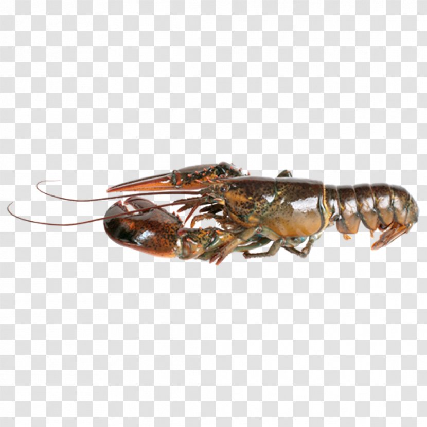 American Lobster Seafood Stock Photography Palinurus Elephas - Fish - Boston Transparent PNG