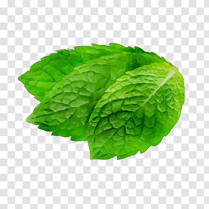 Leaf Greens - Mint Transparent PNG
