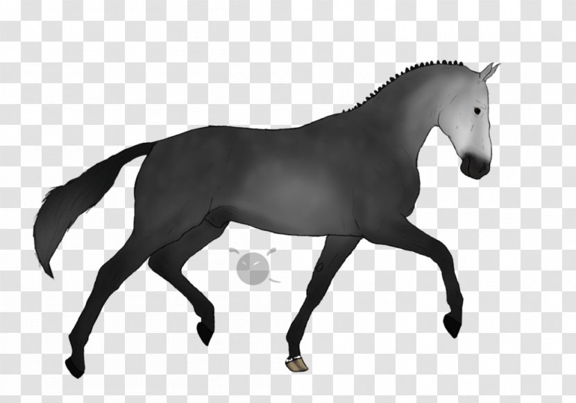Colt Stallion Friesian Horse Lipizzan Foal - Warmblood - Mustang Transparent PNG