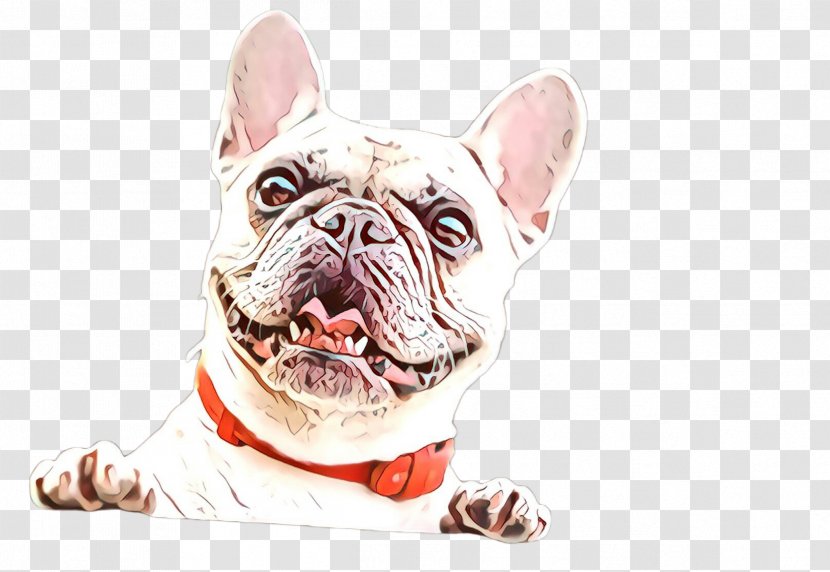 American Bulldog - Old English - Olde Bulldogge Transparent PNG