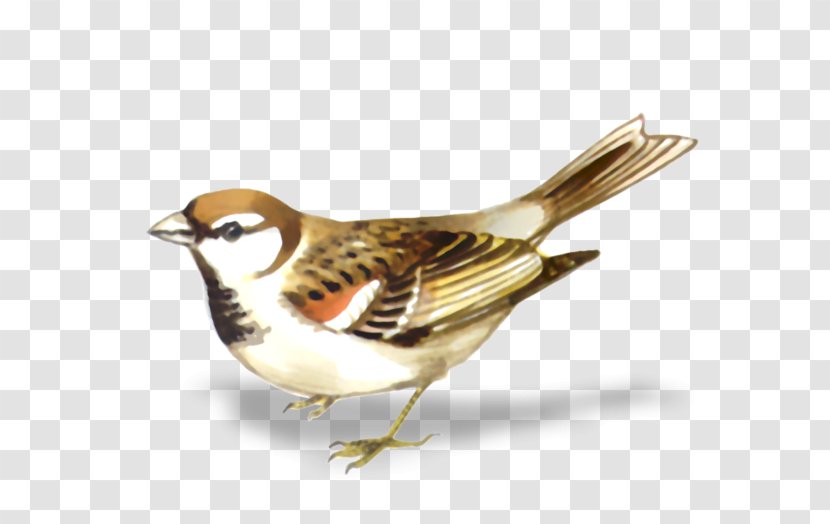 House Sparrow Bird Clip Art - Picture Frames Transparent PNG