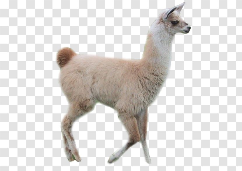 Llama In My Living Room Camel Cuteness - Heart - Pack Transparent PNG