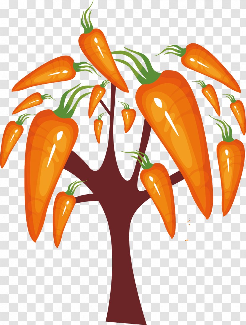 Daikon Carrot Vegetable - Fruit Transparent PNG