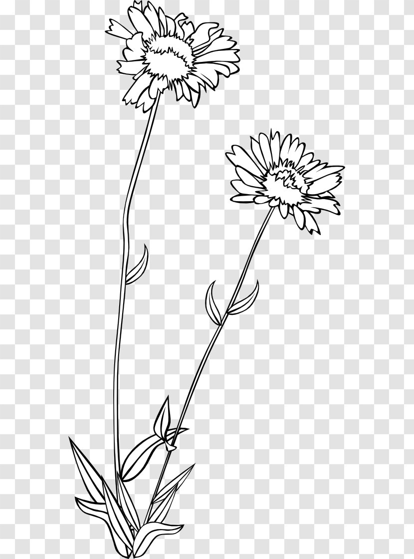 Wildflower Drawing Clip Art - Floral Design - Gerald G Transparent PNG