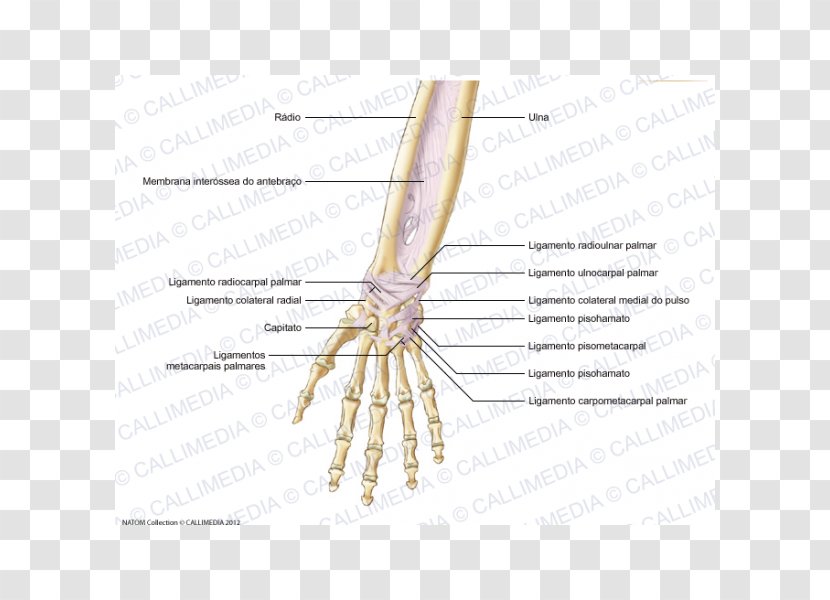 Finger Ligament Forearm Anatomy Tendon - Tree - Blitum Capitatum Transparent PNG