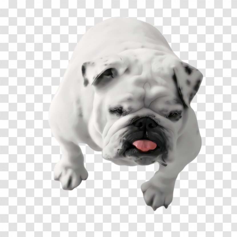 Cute Cartoon - French Bulldog - Fawn Molosser Transparent PNG