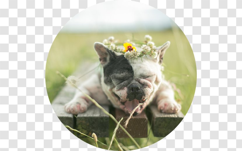 French Bulldog Boston Terrier Puppy Dog Breed - Like Mammal Transparent PNG