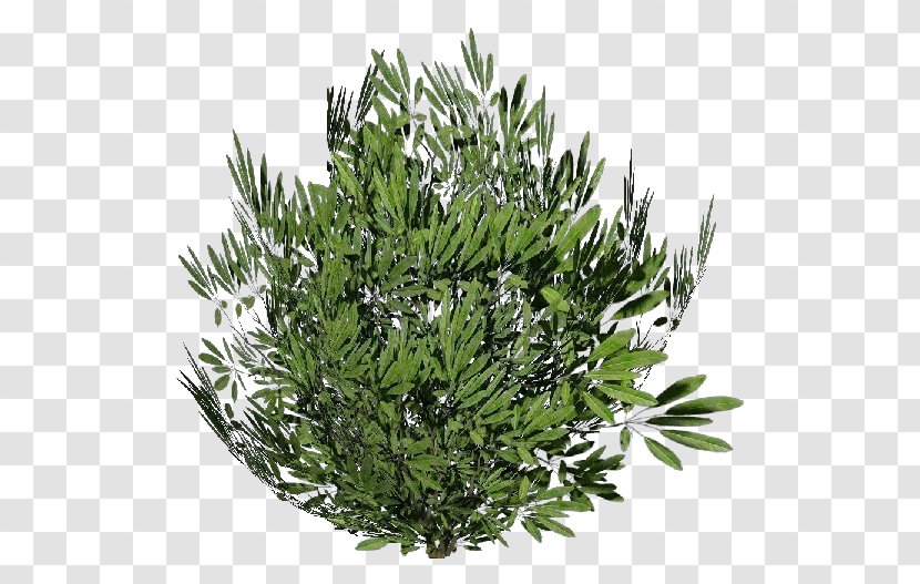 Tree Plant Common Ivy Oleander Shrub - Lavanda Transparent PNG