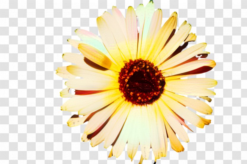 Flowers Background - Poppy - Artificial Flower Camomile Transparent PNG