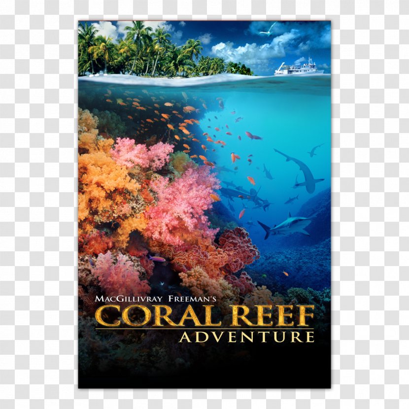 Coral Reef IMAX Documentary Film - Greg Macgillivray Transparent PNG
