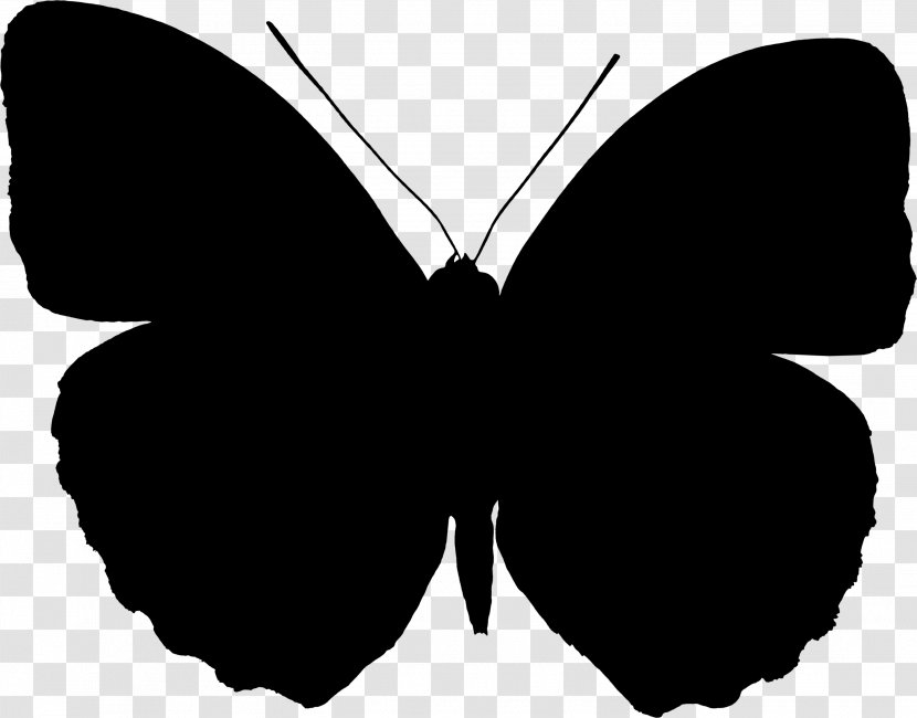 Brush-footed Butterflies Insect - Season - Blackandwhite Transparent PNG