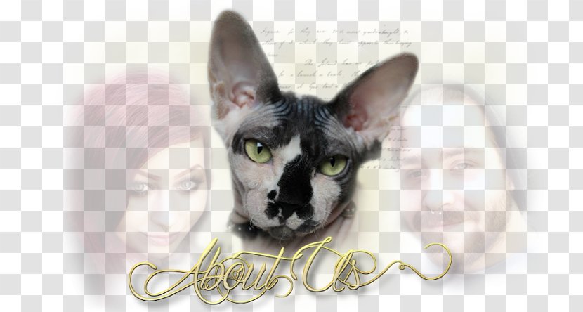 Whiskers Sphynx Cat Main Breed Standard - Sphinx Kittens Transparent PNG