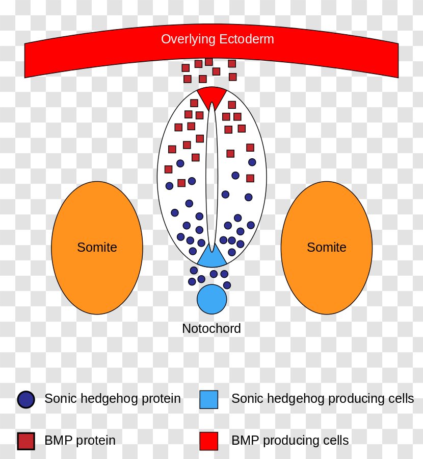 Neural Tube Plate Bone Morphogenetic Protein Sonic Hedgehog Neuron - Notochord Transparent PNG