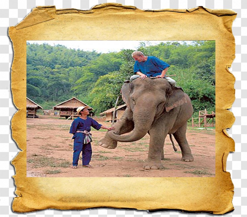 African Elephant Indian Wildlife Paper - Terrestrial Animal - Thai Transparent PNG